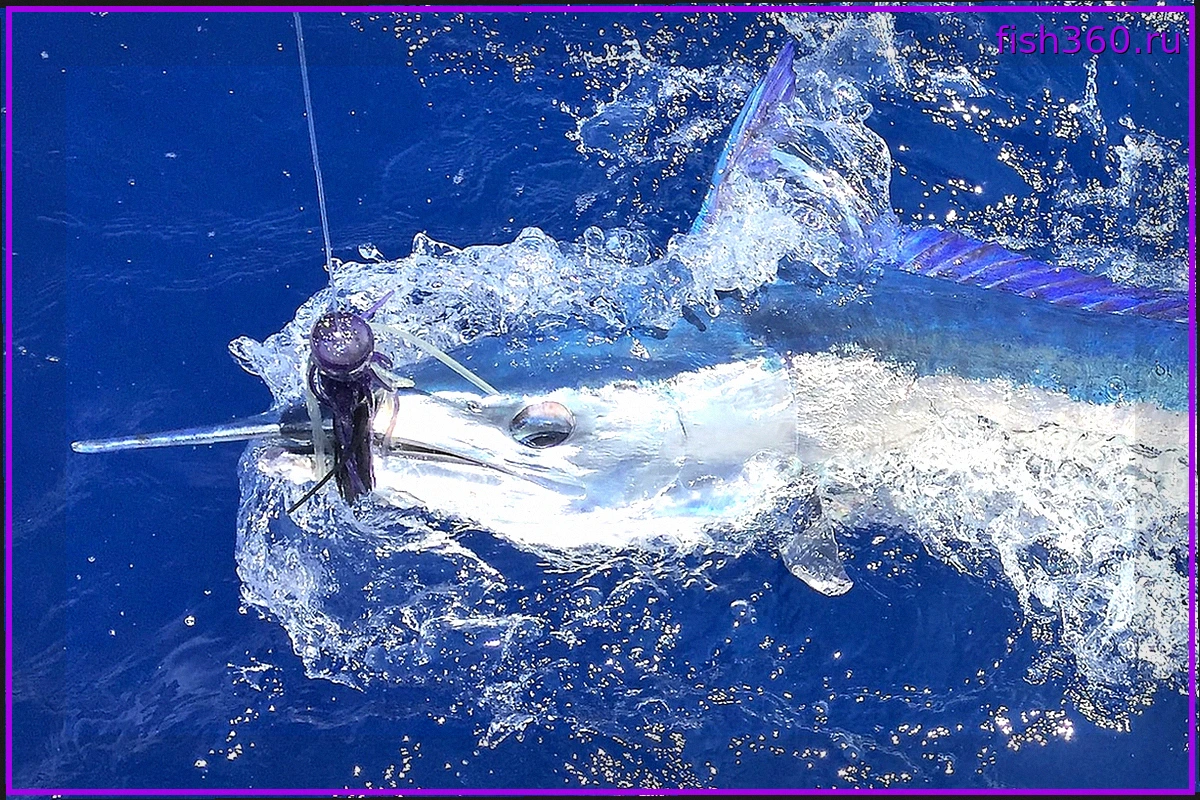 Императорская игла-рыба: Малый Марлин Средиземноморья