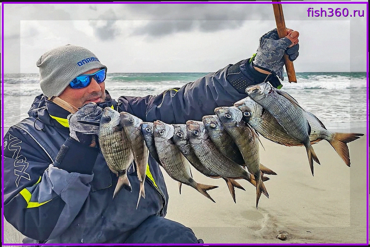 Весенний серфкастинг на сарагов: секреты успешной морской рыбалки на побережье